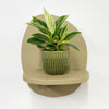 Mini Philodendron Birkin & Pot