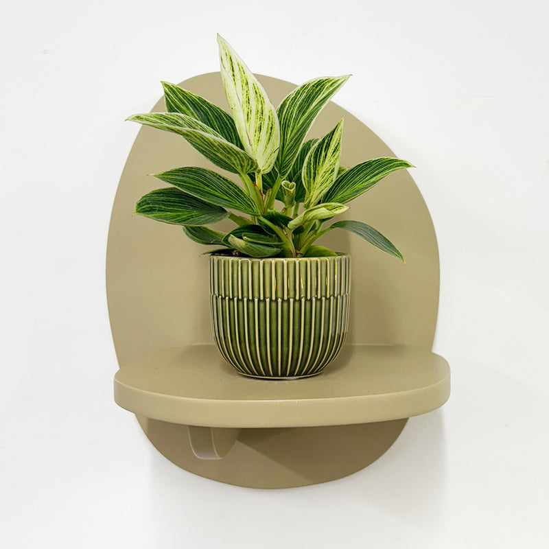 Mini Philodendron Birkin & Pot