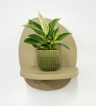 Mini Philodendron Birkin & Pot