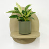 Mini Philodendron Birkin & Pot
