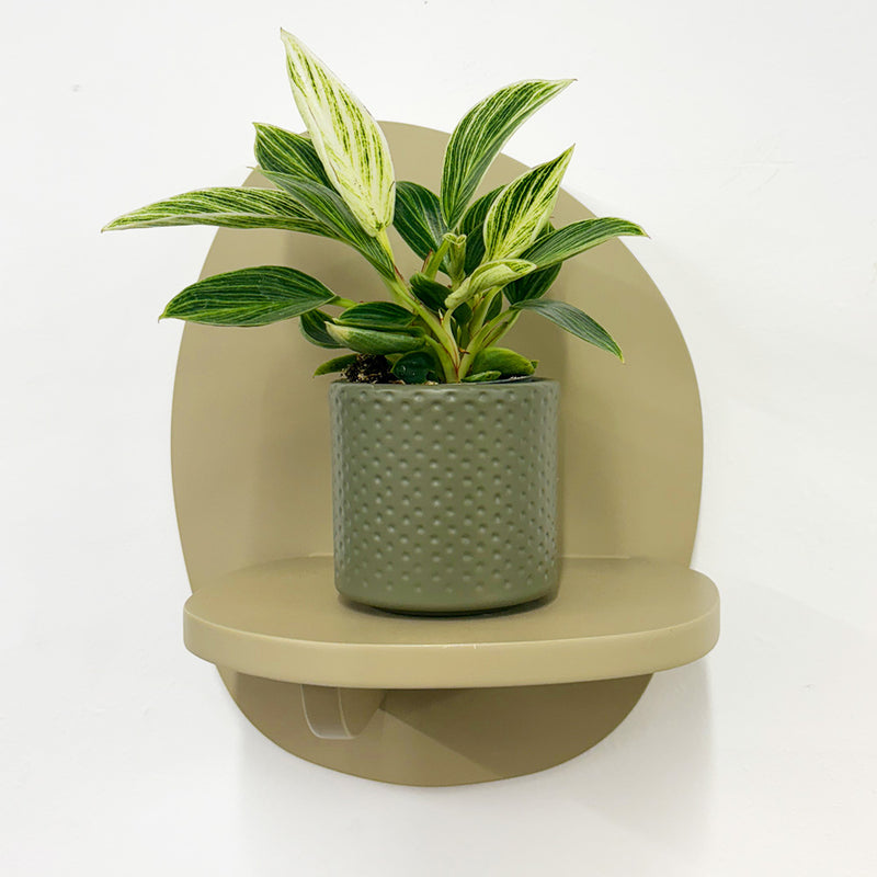 Mini Philodendron Birkin & Pot