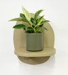 Mini Philodendron Birkin & Pot