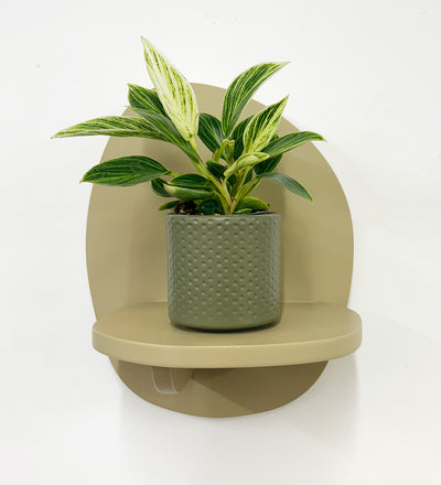 Mini Philodendron Birkin & Pot