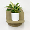 Mini Philodendron Birkin & Pot