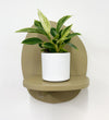 Mini Philodendron Birkin & Pot