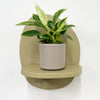 Mini Philodendron Birkin & Pot