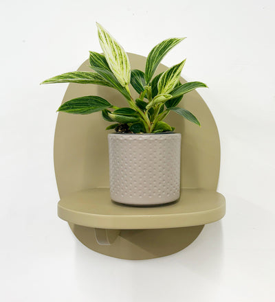 Mini Philodendron Birkin & Pot