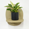 Mini Philodendron Birkin & Pot