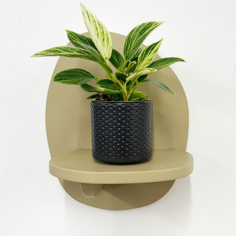 Mini Philodendron Birkin & Pot