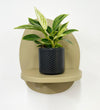 Mini Philodendron Birkin & Pot