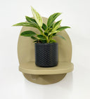 Grey Pot