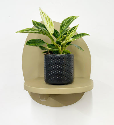 Mini Philodendron Birkin & Pot