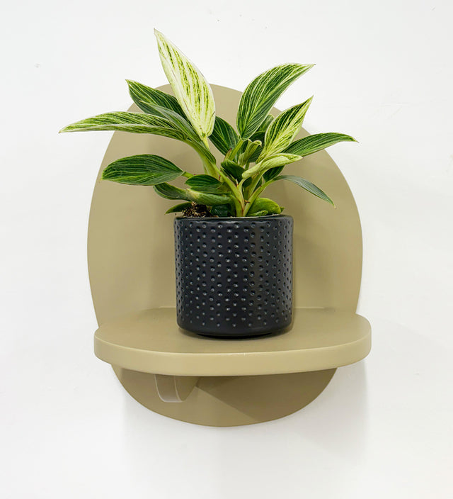 Mini Philodendron Birkin & Pot