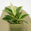 Mini Philodendron Birkin & Pot