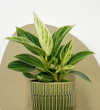 philodendron birkin uk Mini Philodendron Birkin & Pot