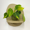 Mini Philodendron Brasil & Pot