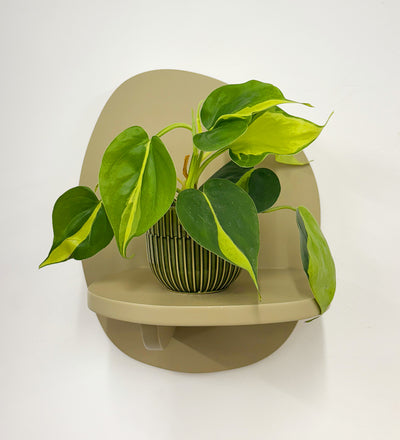 Mini Philodendron Brasil & Pot