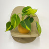 Mini Philodendron Brasil & Pot