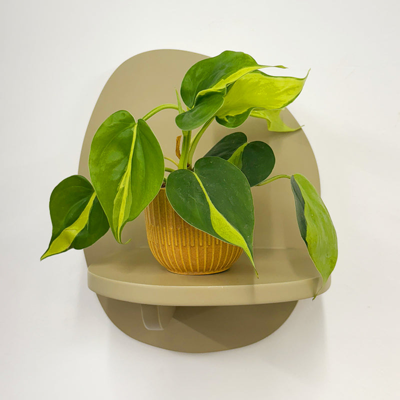 Mini Philodendron Brasil & Pot