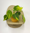 Mini Philodendron Brasil & Pot