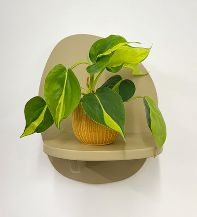 Mini Philodendron Brasil & Pot