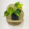 Mini Philodendron Brasil & Pot