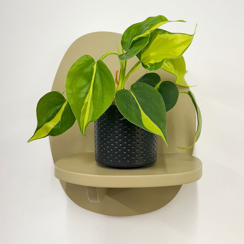 Mini Philodendron Brasil & Pot