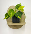 Mini Philodendron Brasil & Pot