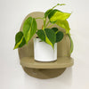 Mini Philodendron Brasil & Pot