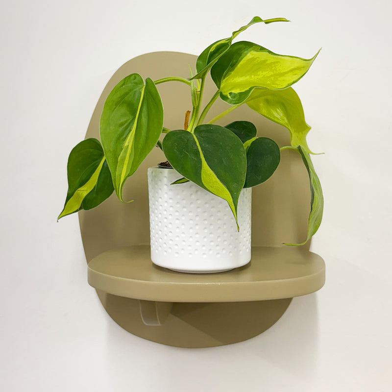 Mini Philodendron Brasil & Pot
