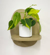 Mini Philodendron Brasil & Pot