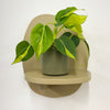 Mini Philodendron Brasil & Pot