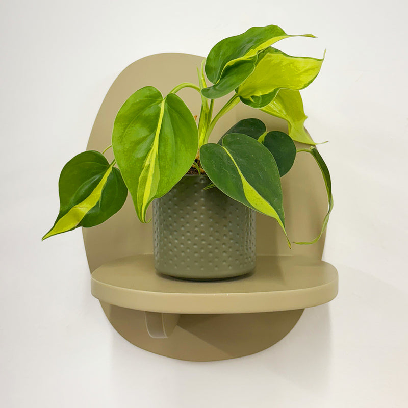 Mini Philodendron Brasil & Pot