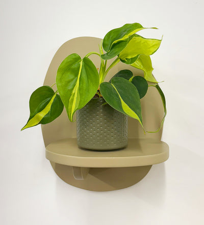 Mini Philodendron Brasil & Pot