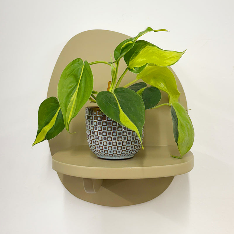 Mini Philodendron Brasil & Pot