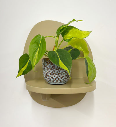 Mini Philodendron Brasil & Pot