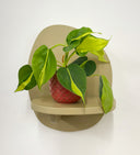 Pink Pot