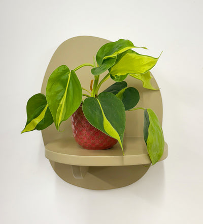 Mini Philodendron Brasil & Pot