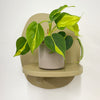 Mini Philodendron Brasil & Pot