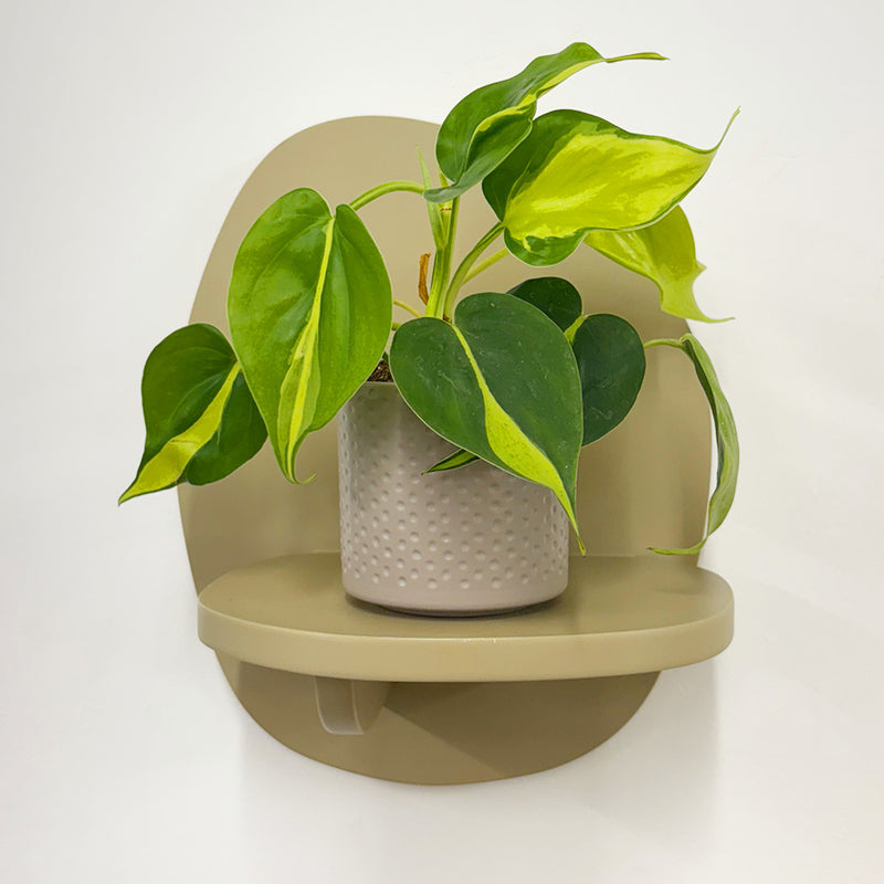 Mini Philodendron Brasil & Pot