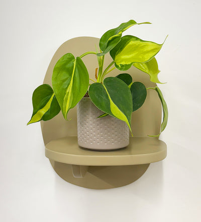 Mini Philodendron Brasil & Pot