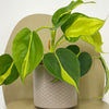 Mini Philodendron Brasil & Pot
