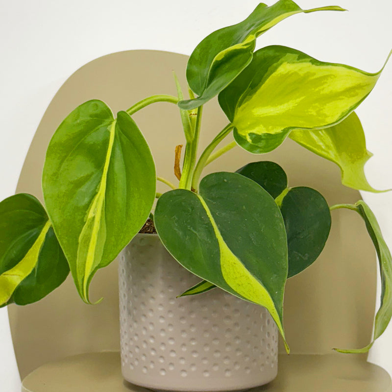 Mini Philodendron Brasil & Pot