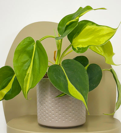 Mini Philodendron Brasil & Pot