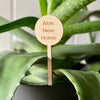 Aloe New Home Plant Pick