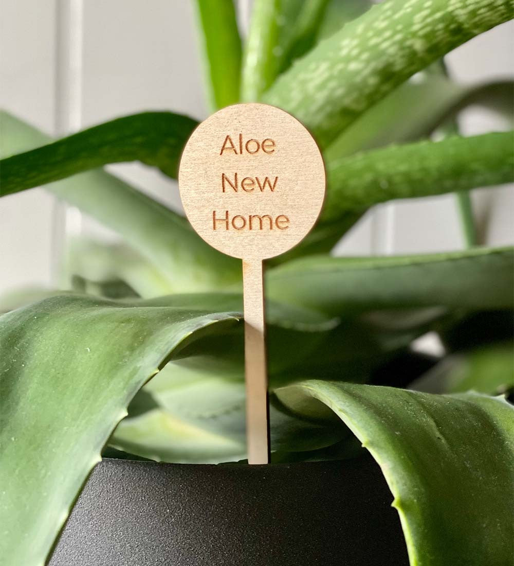 Aloe New Home Plant Pick