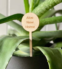 Aloe New Home Plant Pick Image