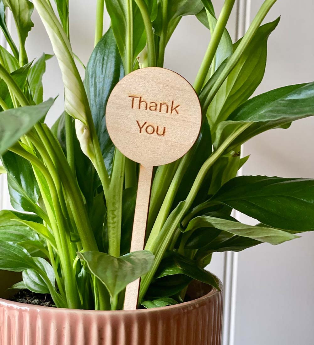 Thank You Plant Pick