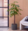 Money Tree