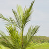 Artificial Palm (UV protected)